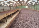 Cocoa beans in drying shed: Cocoa beans being dried after fermentation to remove sweet white paste